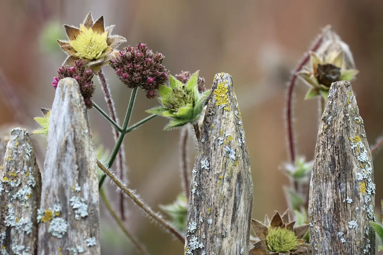Træhegn med vilde blomster