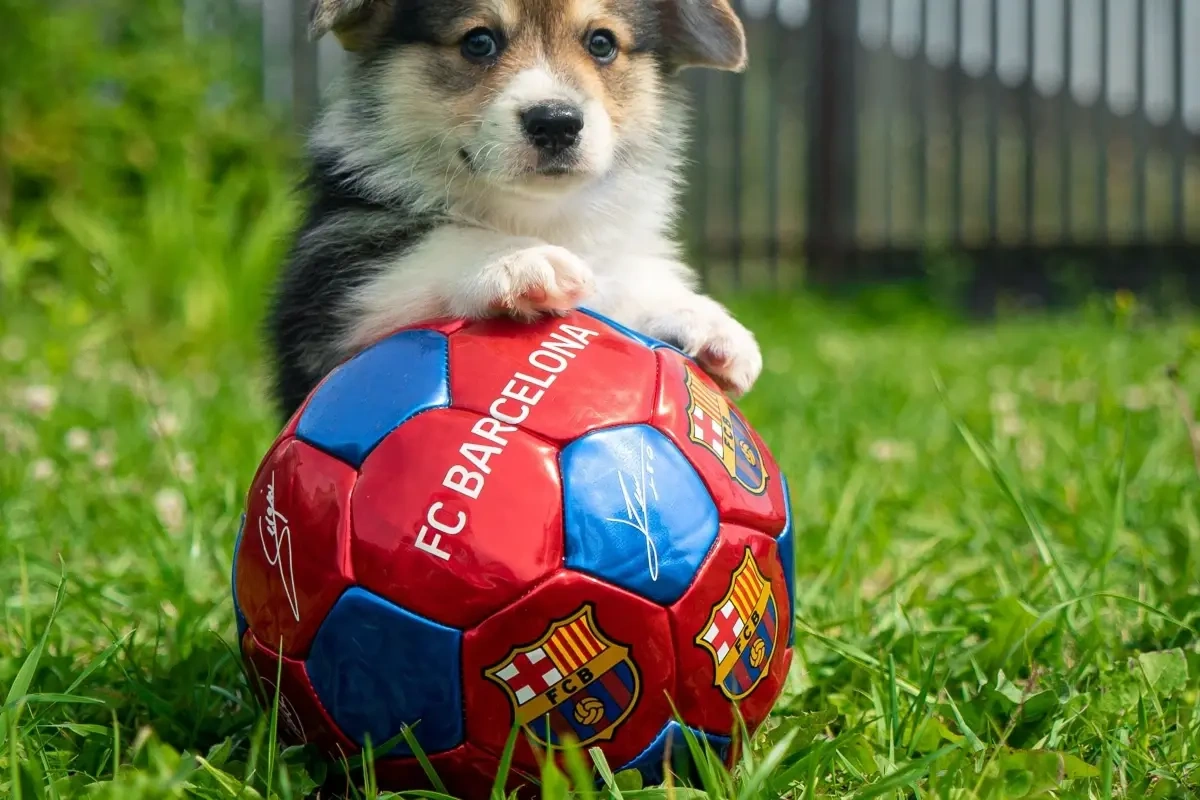 Sådan laver du en lille fodboldbane i haven med disse 4 trin