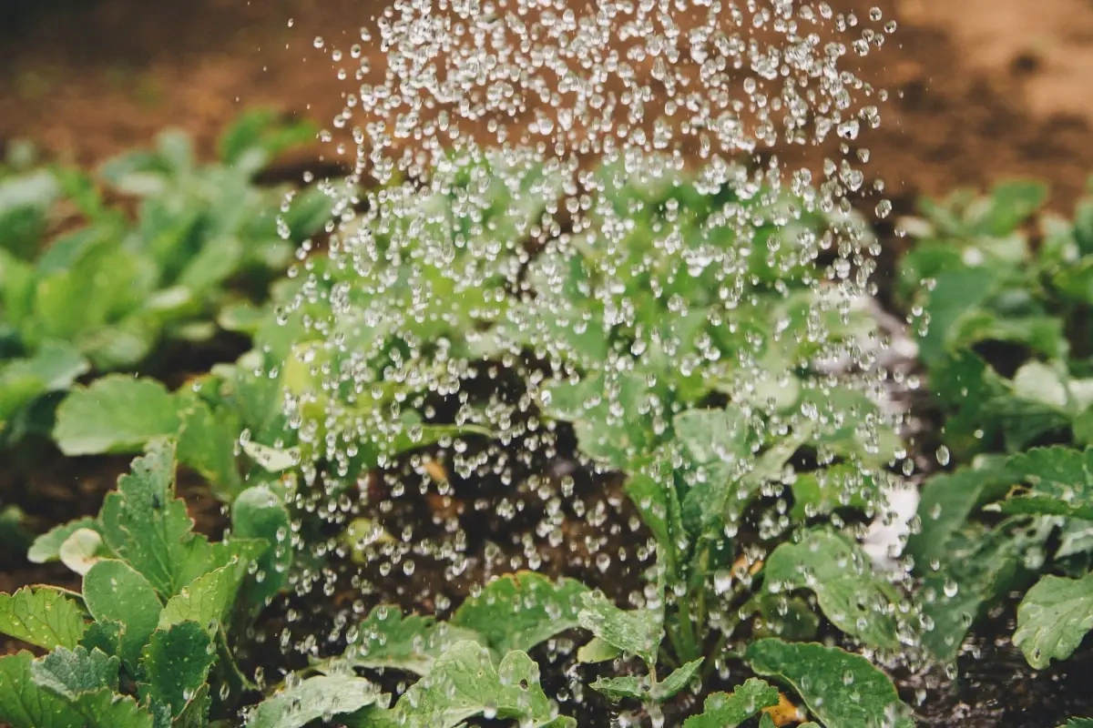 Skal du på lang sommerferie? Her er 4 tips til at passe på haven mens du er væk